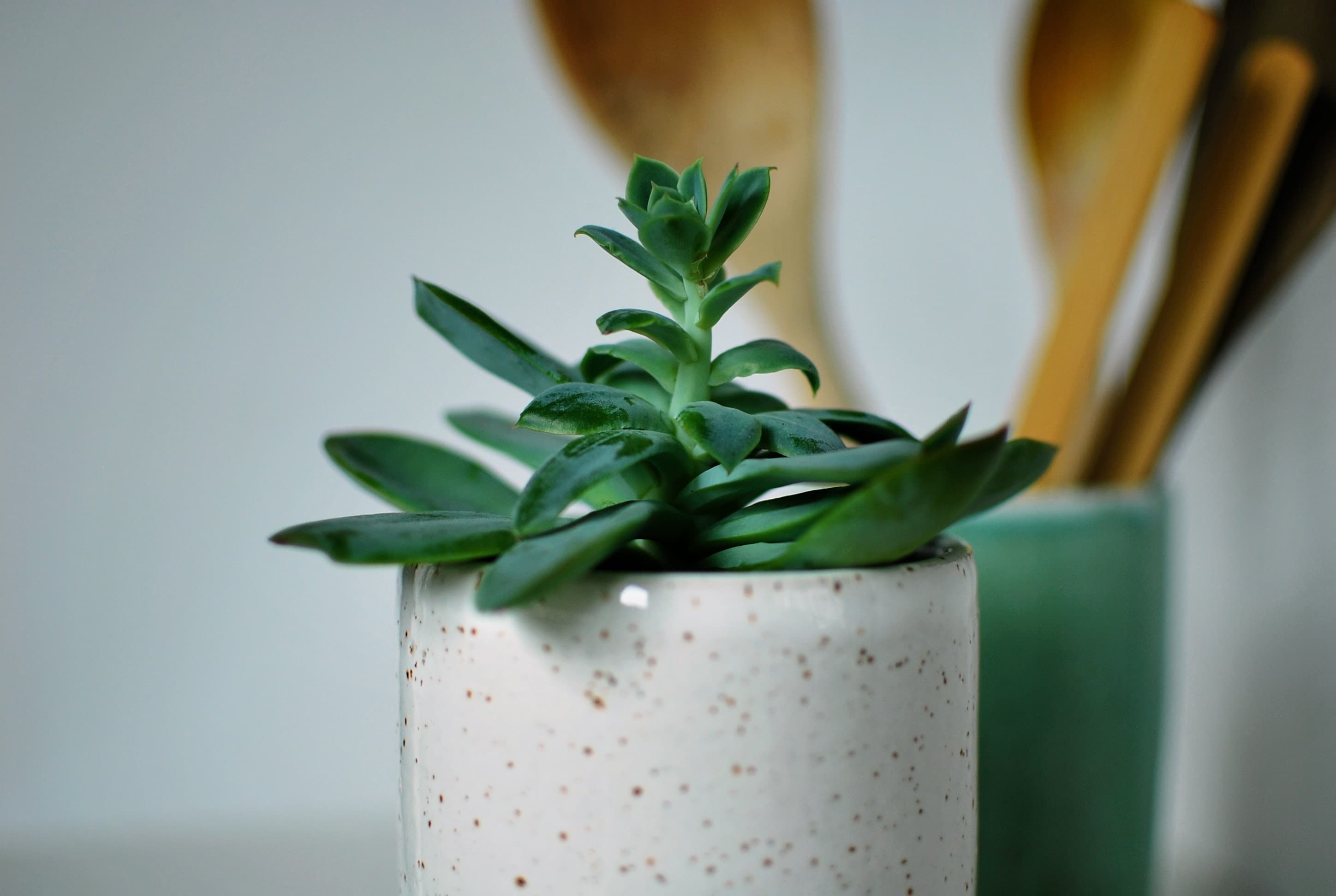 Handmade ceramic vase with white speckled glaze used as a succulent planter, organic minimalist styling β Chamonix collection, wheel-thrown pottery made in Dublin, Ireland